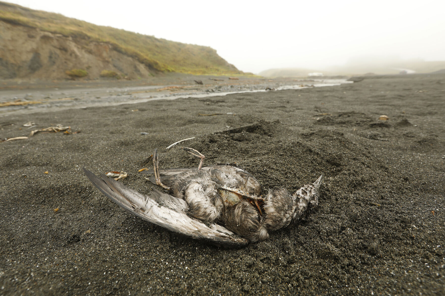 US-NEWS-ENV-CLIMATECHANGE-DIEOFFS-MELTING-2-LA